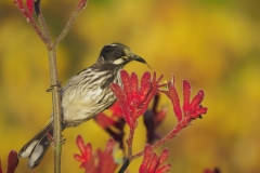 Juvenile New Holland Honeyeater