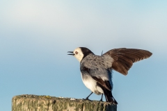 White-fronted Chat