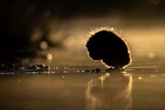 Eurasian Coot chick