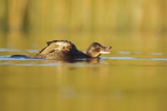 Juvenile Blue billed duck