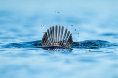 Blue billed Duck