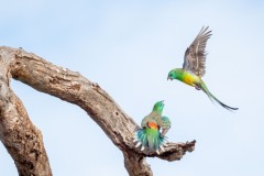 Red rumped Parrots