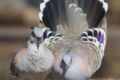 Crested Pigeon