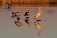 Australian Pelicans