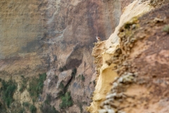 Nankeen Kestrel