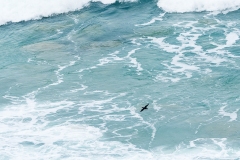 Sooty Oystercatcher