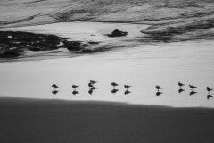 Silver Gulls