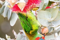 Musk Lorikeet