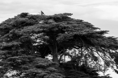 Whistling Kite