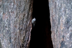 Red-browed Treecreeper