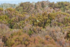 Blue-winged Parrot