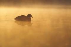 Eurasian Coot