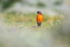 Flame Robin. (m)