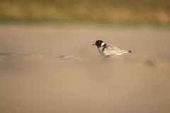 Hooded Plover