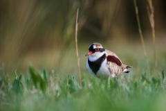 Black-fronted Dotterel