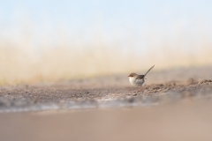 Superb Fairy Wren (f)
