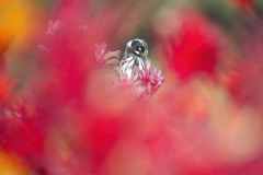 New Holland Honeyeater