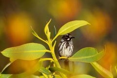 New Holland Honeyeater