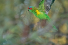 Musk Lorikeet