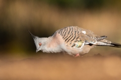 Crested Pigeon