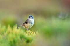 White-browed Scrubwren