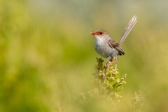 Superb Fairy Wren (f)