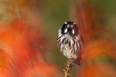 New Holland Honeyeater