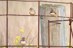 Zebra Finches