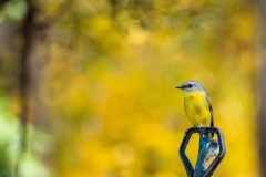 Eastern Yellow Robin