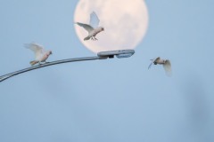 Long-billed Corellas