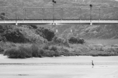 White faced Heron