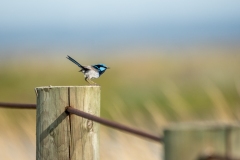 Superb Fairy Wren