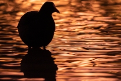 Dusky Moorhen