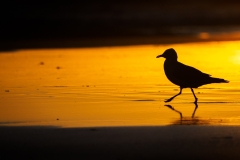 Silver Gull