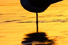 Silver Gull