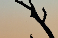 Little Pied Cormorant