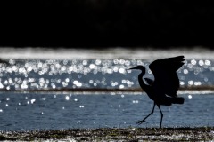 White-faced Heron