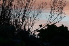 Superb Fairy Wren