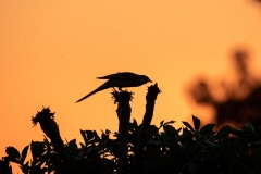 Red Wattlebird